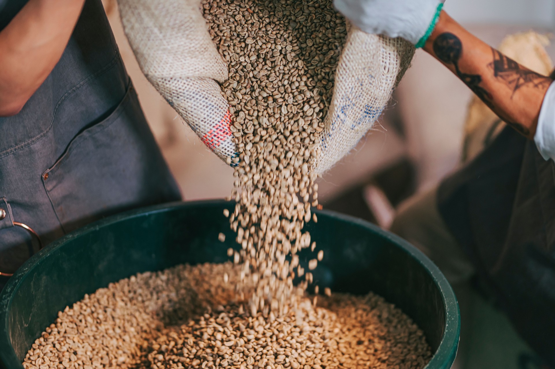 human hand pouring raw coffee bean from sack on storage pail with scoop weighting and blending